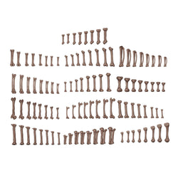 AKBIT0013 AK Interactive - Basing Bits - Human Bones - 120 Pieces