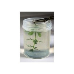 AK Interactive Dioramas - Leaves and Plants Neutral Protection 250ml